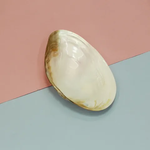 Oyster shell